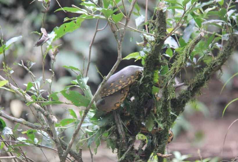 هتل Green Forest Ecolodge