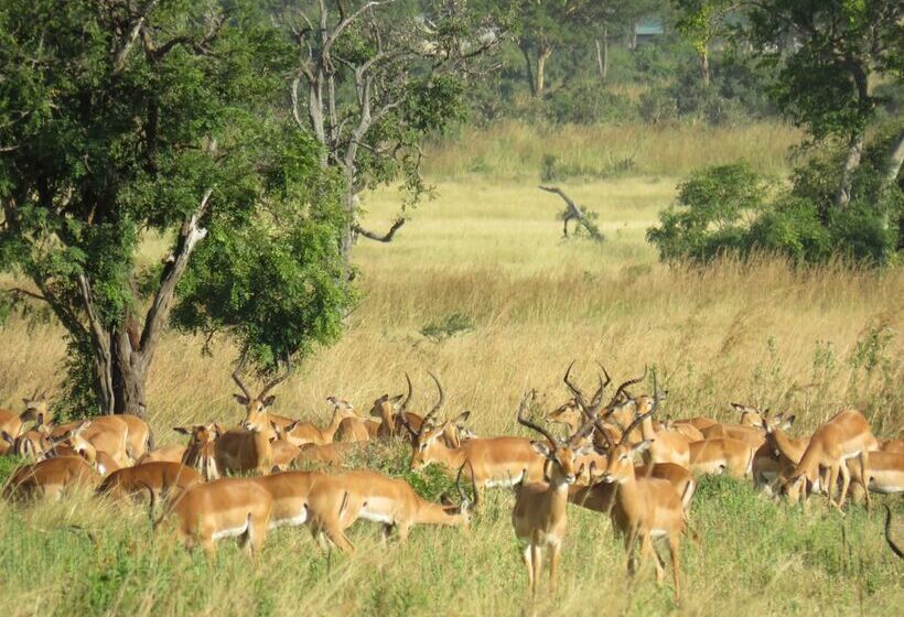 בית מלון כפרי Mikumi Wildlife Camp