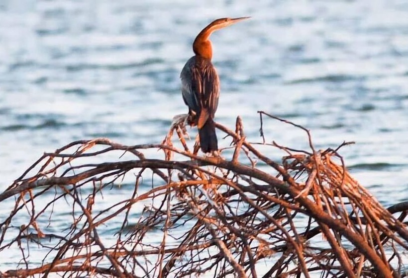호텔 Shametu River Lodge