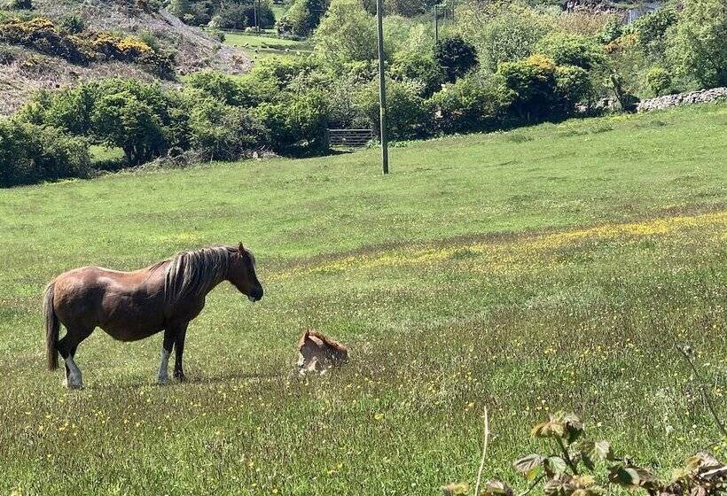 بنسيون Castellor