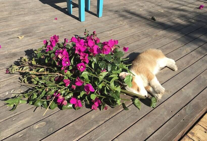 بنسيون Ooh Countryard Inn