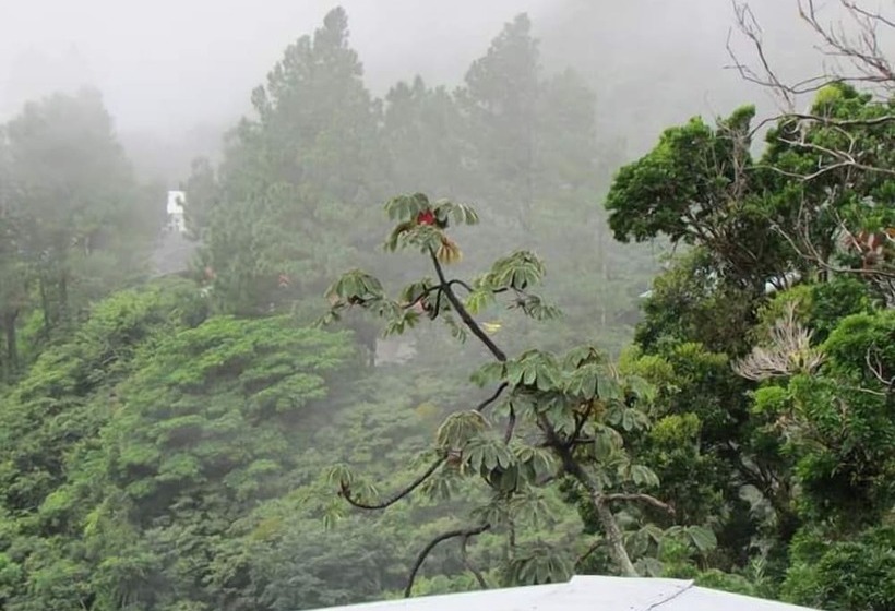 Roots Hostel