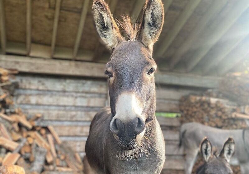 Sweetwater Lane Farm B & B