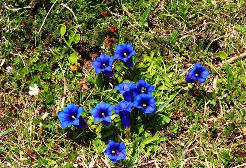 Villa Stelvio Bed & Breakfast