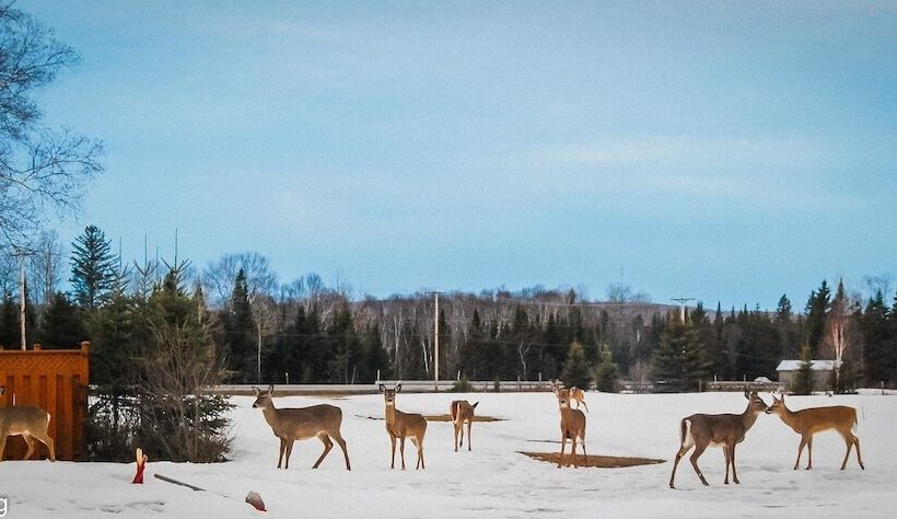 Auberge Motel Godard