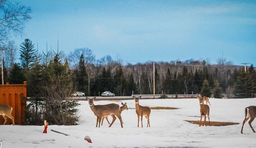 Auberge Motel Godard