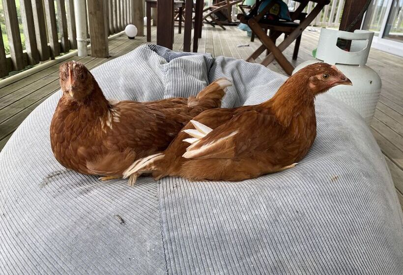 צימר Pukeatua Farmstay