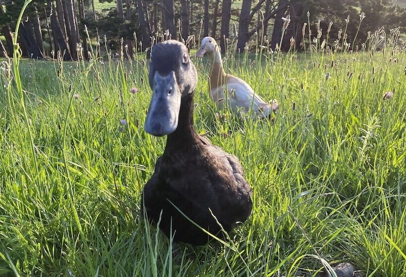 צימר Pukeatua Farmstay