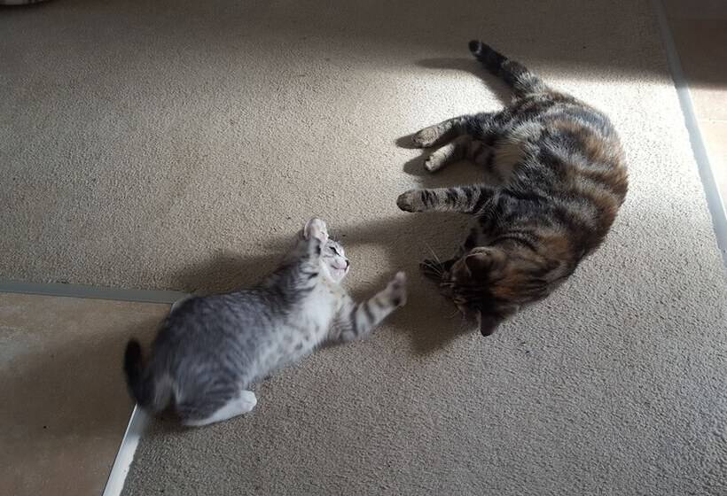 צימר Pukeatua Farmstay