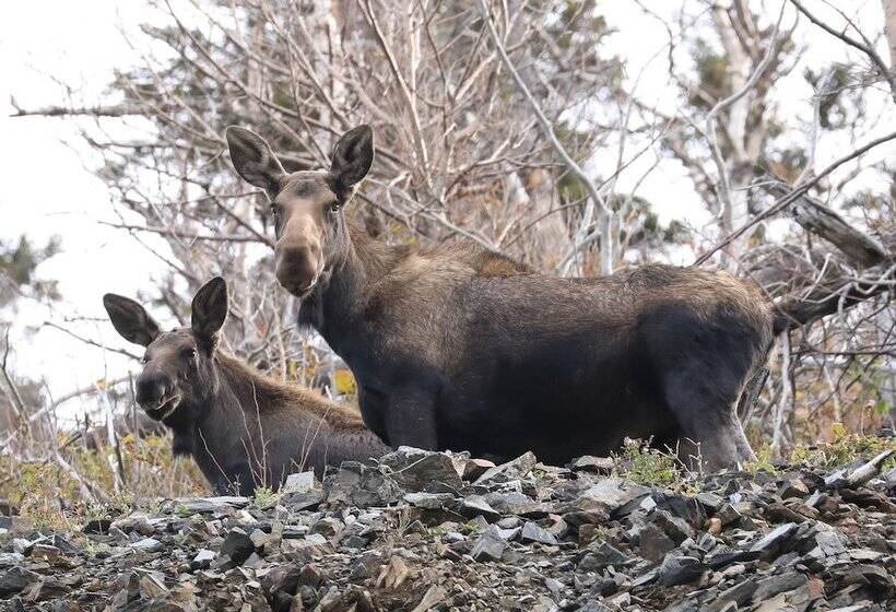 Big Intervale Fishing Lodge