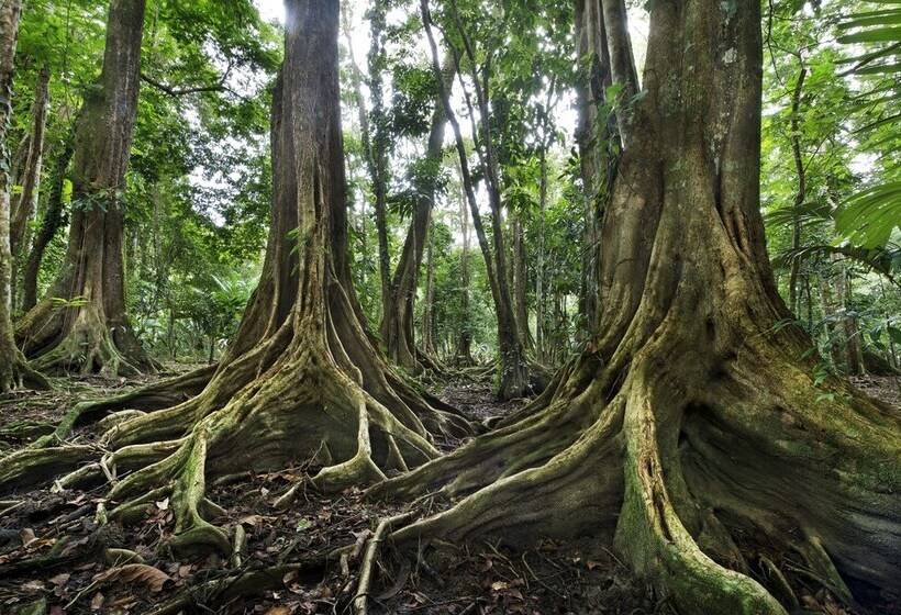 Congo Bongo Ecovillage Costa Rica