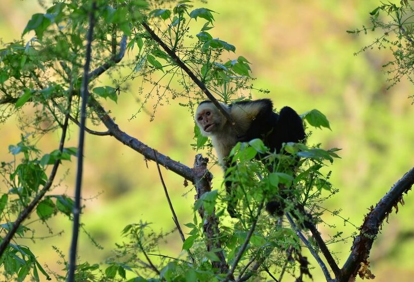 Congo Bongo Ecovillage Costa Rica
