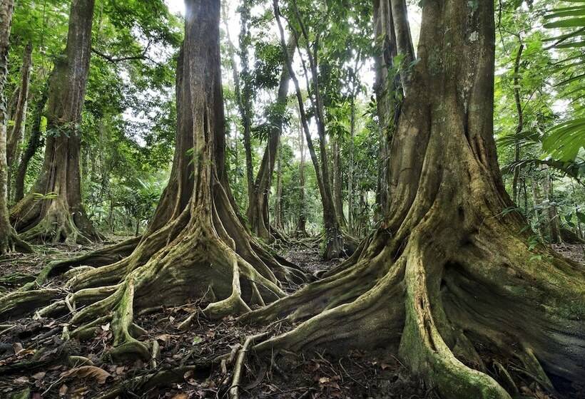 Congo Bongo Ecovillage Costa Rica