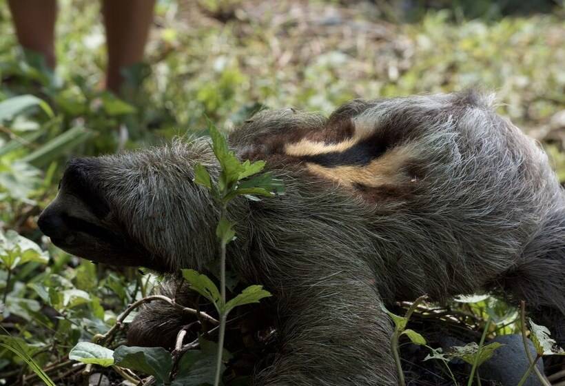 Congo Bongo Ecovillage Costa Rica
