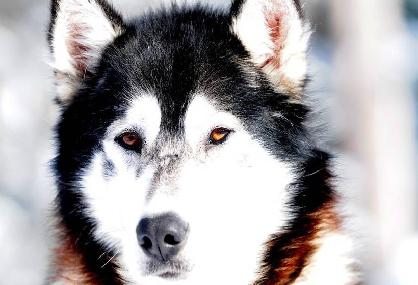 酒店 Auberge Du Dimanche