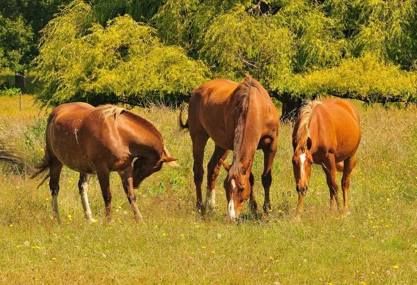 בית מלון כפרי Casa De La Oma
