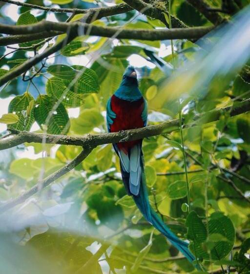 Отель Los Quetzales Ecolodge & Spa