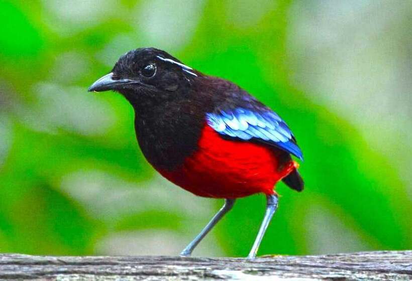 酒店 Singgahmata Holidays Camp