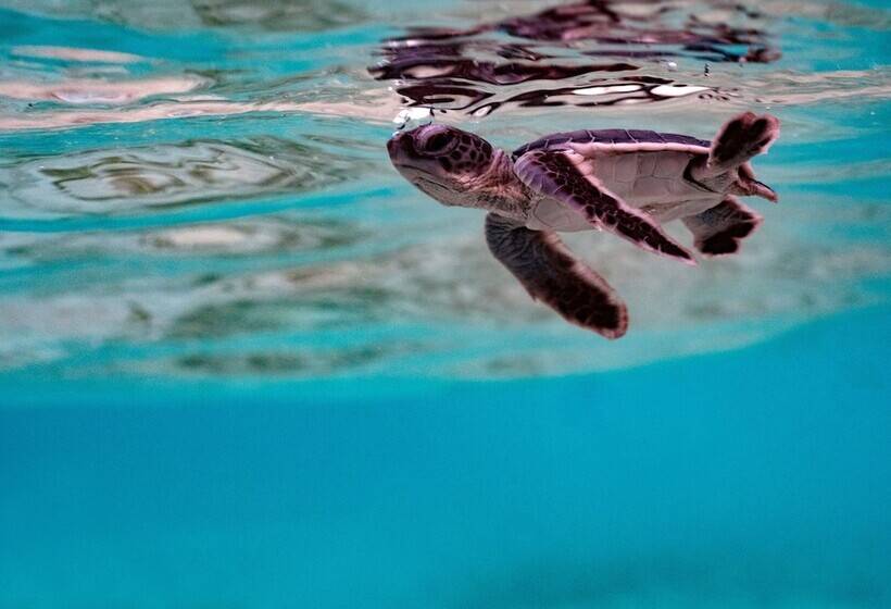 فندق The Reef Dive Resort