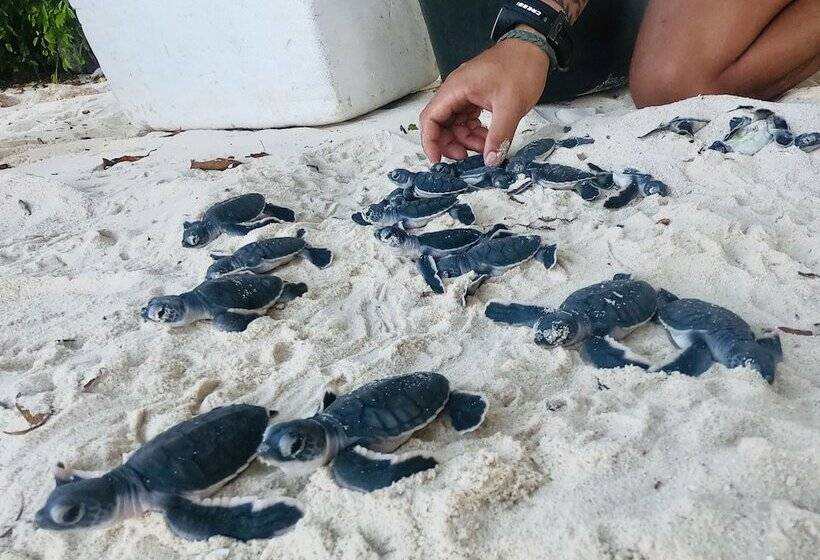 فندق The Reef Dive Resort