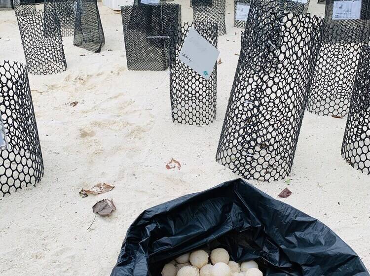 فندق The Reef Dive Resort