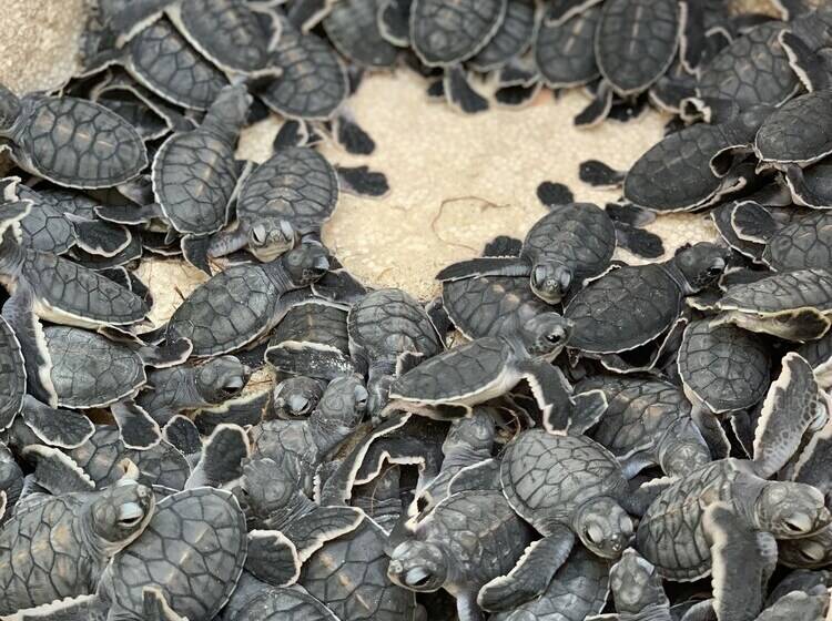 فندق The Reef Dive Resort