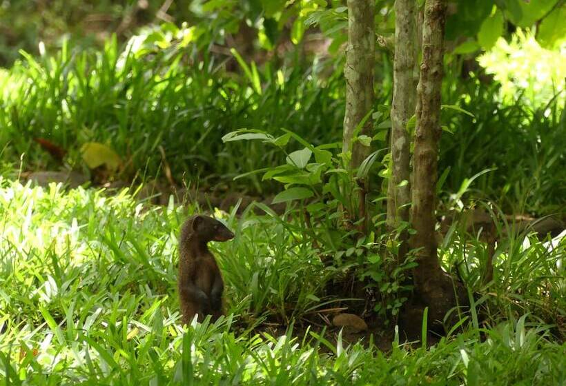 בית מלון כפרי Udzungwa Forest Camp