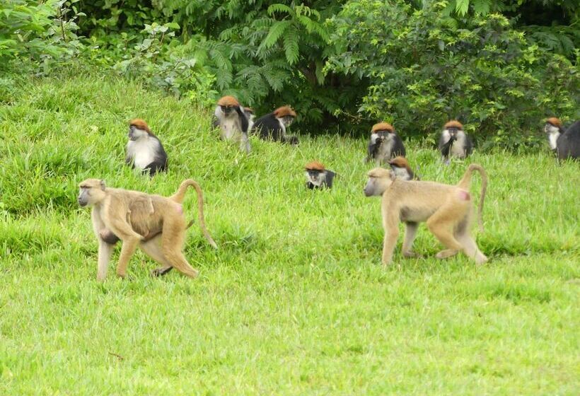 בית מלון כפרי Udzungwa Forest Camp