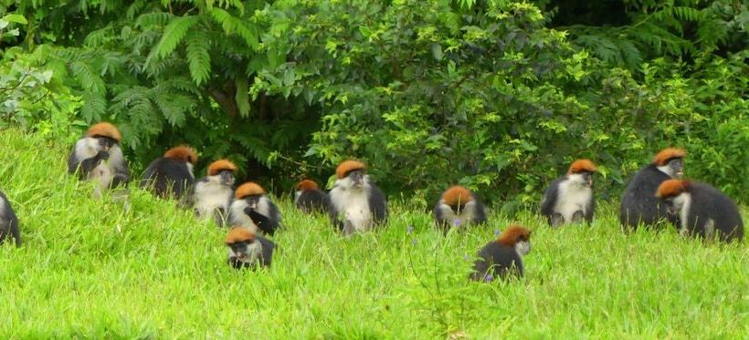 בית מלון כפרי Udzungwa Forest Camp