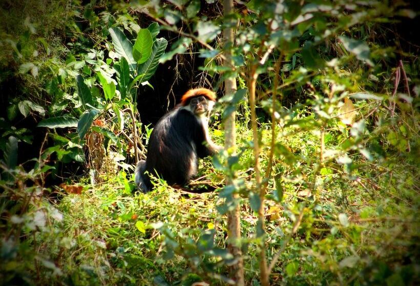 בית מלון כפרי Udzungwa Forest Camp