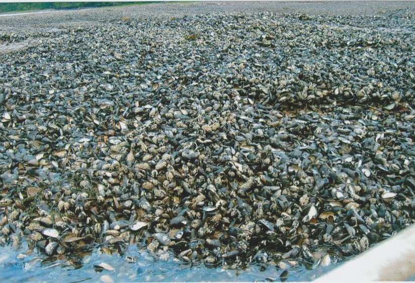 Millyard Recreation Riverfront Cottages