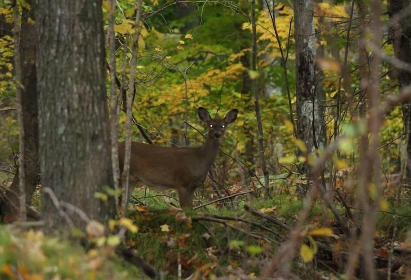 汽车旅馆 Chicaugon Lake Inn