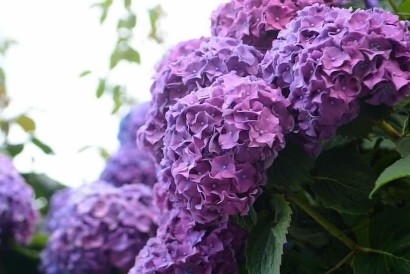 펜션 Christofer S Rooms