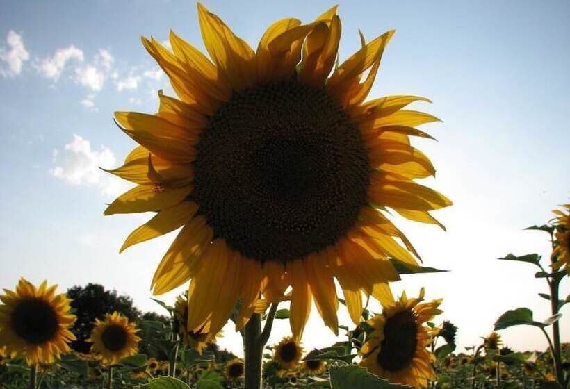 ペンション Domaine Saint Joly