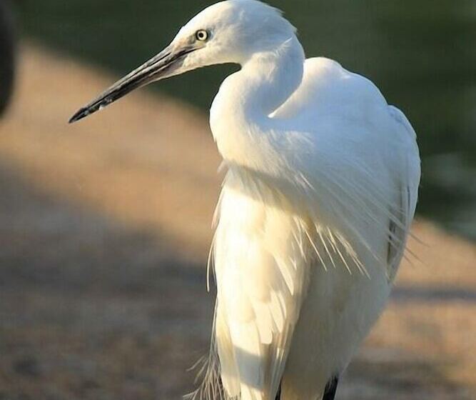 ペンション La Sterne De Loire Maison D Hôtes