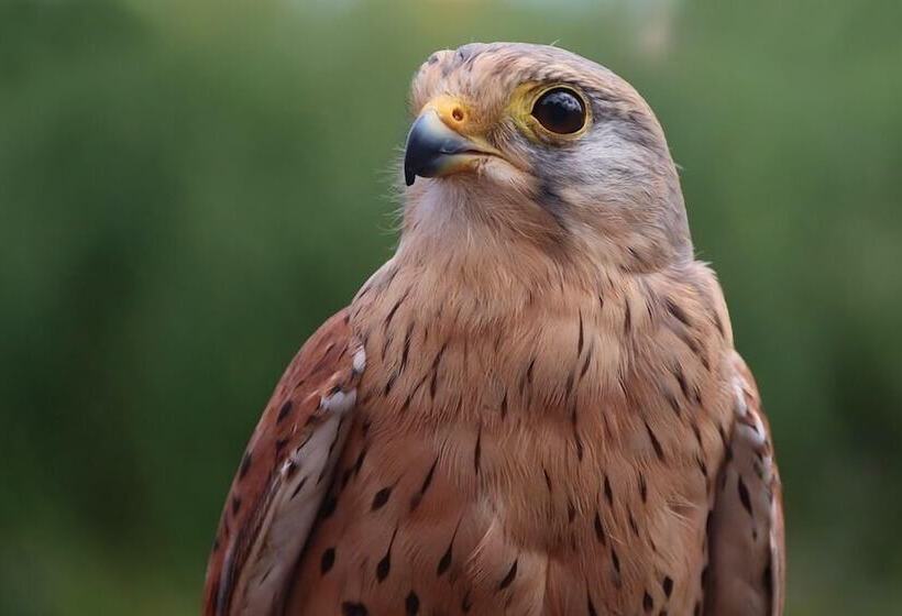 ペンション La Sterne De Loire Maison D Hôtes