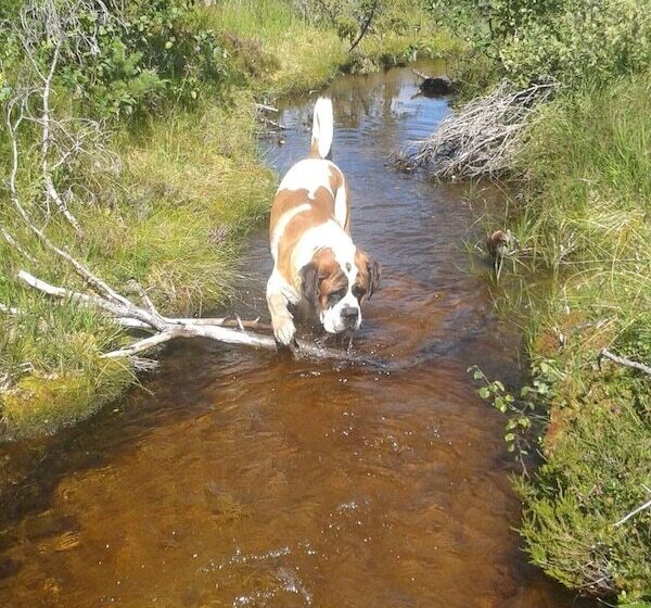 Telemark Camping & Inn   Eldhuset Cabin