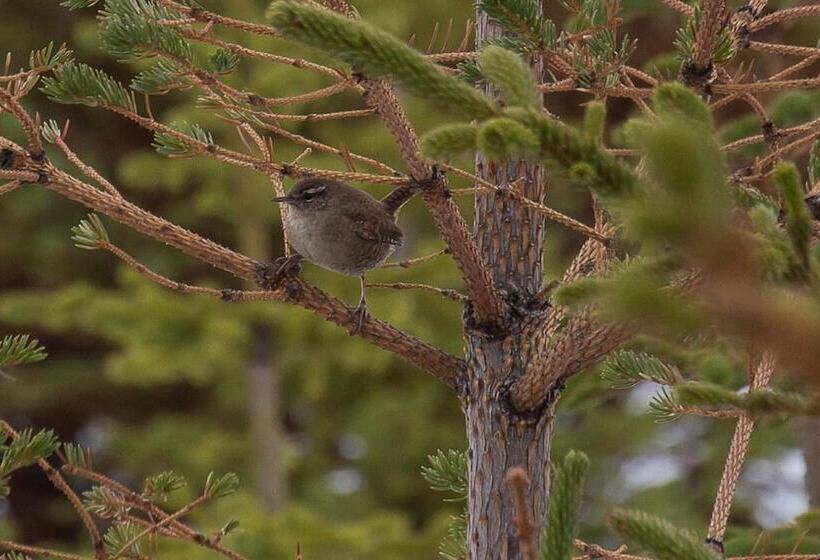 مسافرخانه Vogur Country Lodge