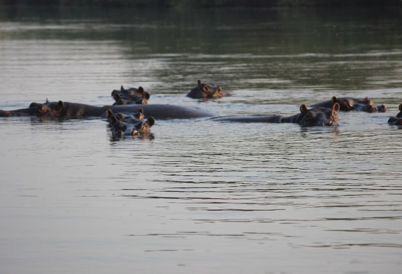 酒店 Ndhovu Safari Lodge   Campground