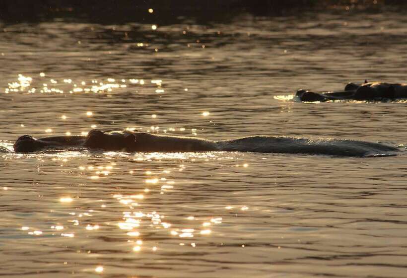 酒店 Ndhovu Safari Lodge   Campground