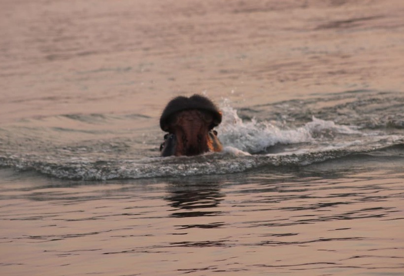 酒店 Ndhovu Safari Lodge   Campground