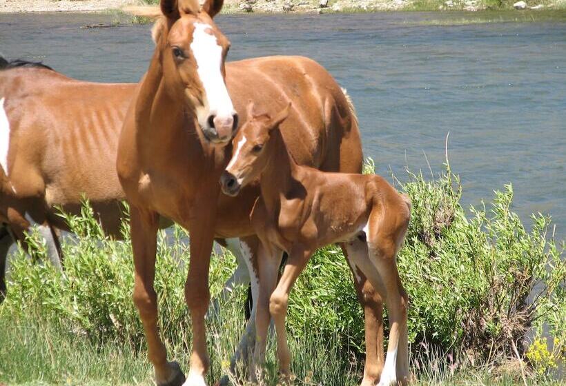 ホテル Rio Manso Lodge