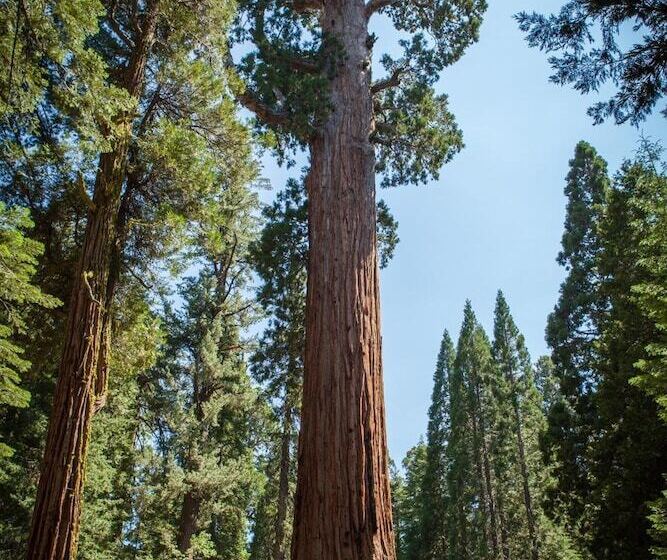 בית מלון כפרי Stony Creek Lodge
