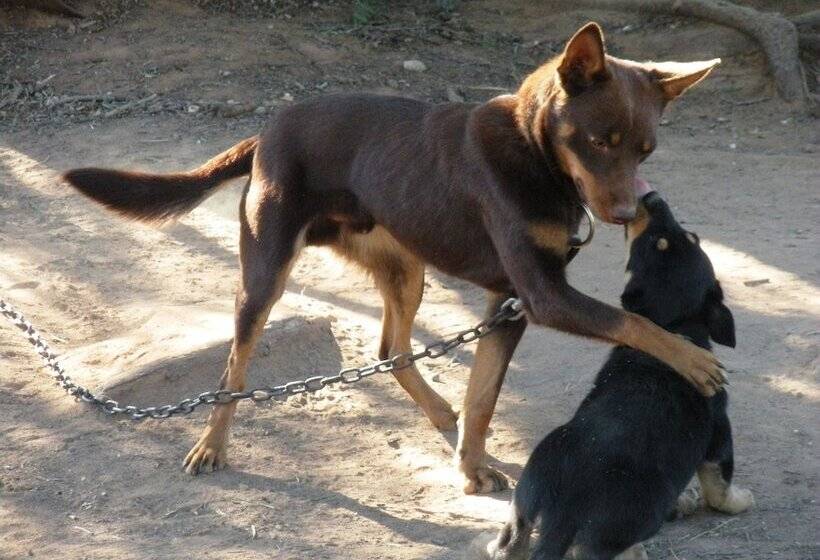 פנסיון Corynnia Station