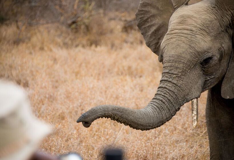 ホテル Baobab Ridge Private Lodge