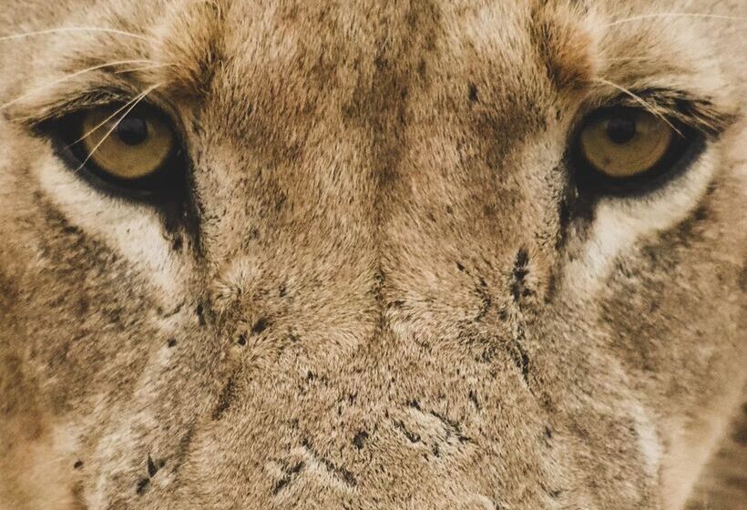 酒店 Baobab Ridge Private Lodge