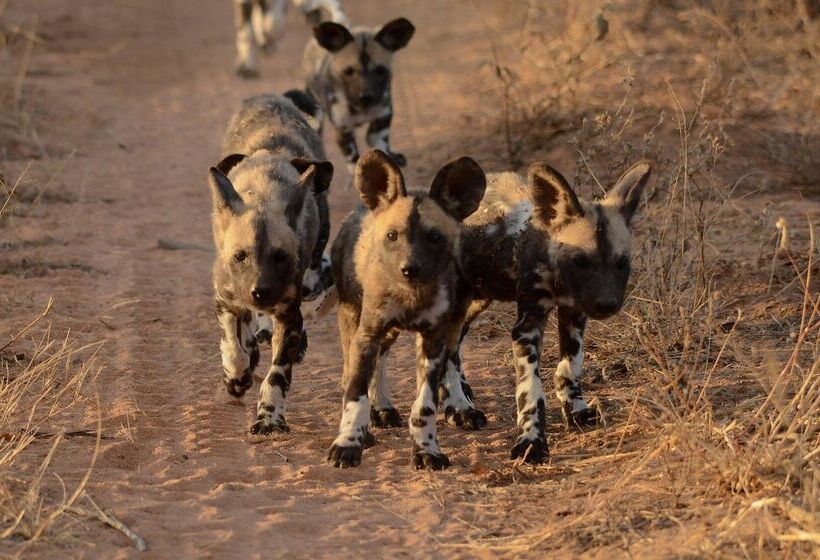 ホテル Baobab Ridge Private Lodge