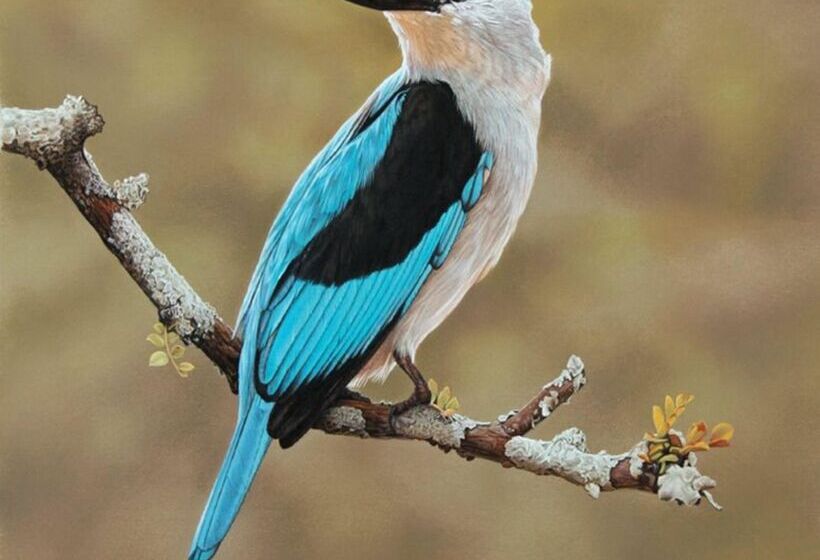 ホテル Baobab Ridge Private Lodge