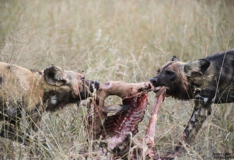 ホテル Baobab Ridge Private Lodge