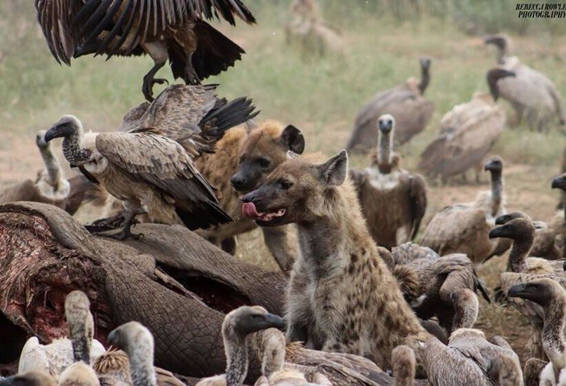 酒店 Baobab Ridge Private Lodge